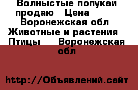 Волныстые попукаи продаю › Цена ­ 700 - Воронежская обл. Животные и растения » Птицы   . Воронежская обл.